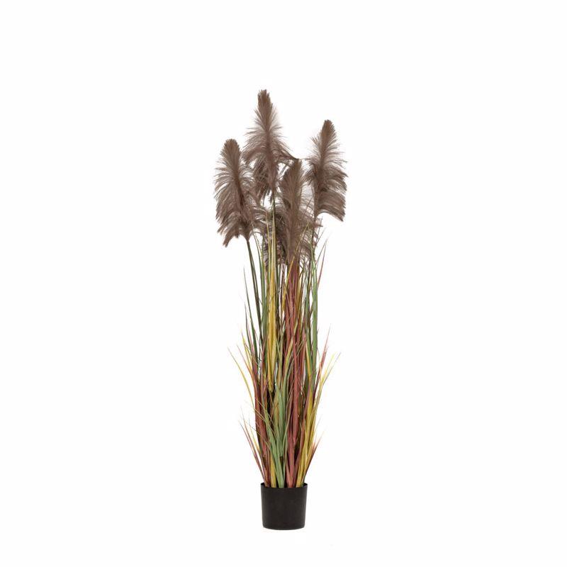 Iliadis Φυτό Pampas Grass Καφέ Φ20x180cm σε Μαύρη Πλαστική Γλάστρα 85071