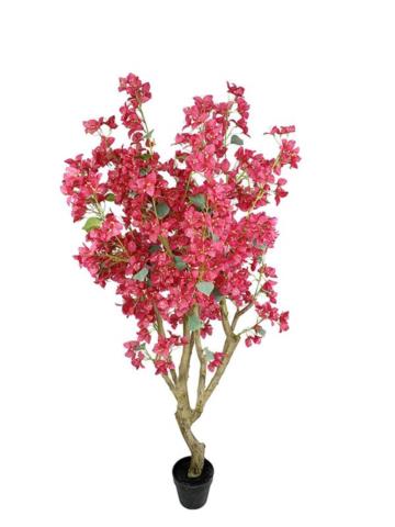 Bougainvillea Np0422_170 Υψος 170Cm Newplan